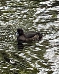 Aythya fuligula