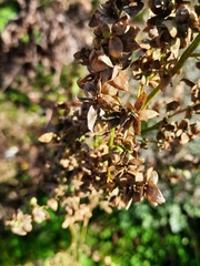 Atriplex sagittata