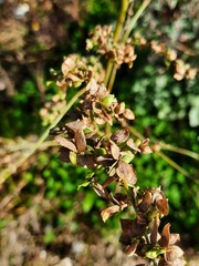 Atriplex sagittata