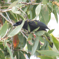 Crypsirina temia