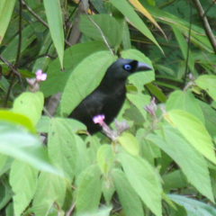 Crypsirina temia