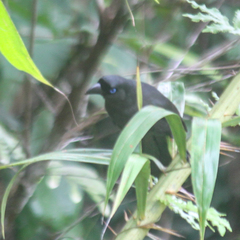 Crypsirina temia
