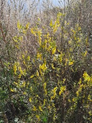 Melilotus officinalis