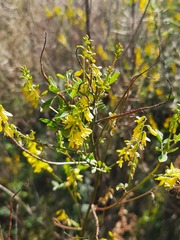 Melilotus officinalis