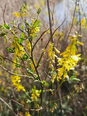 Melilotus officinalis