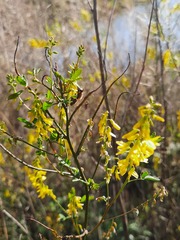 Melilotus officinalis