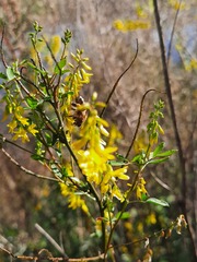 Melilotus officinalis