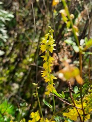Melilotus officinalis