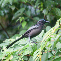 Crypsirina temia