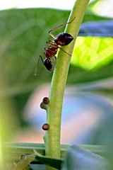 Camponotus