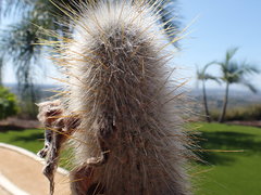 Cleistocactus strausii