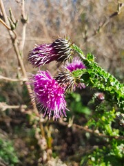 Carduus crispus