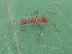 Grammicomyia