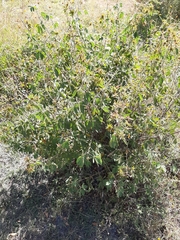 Mimosa albida