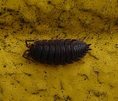 Porcellio scaber