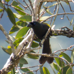 Crypsirina temia
