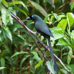 Crypsirina temia