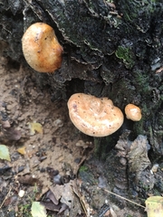 Rhodotus palmatus