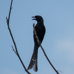 Crypsirina temia