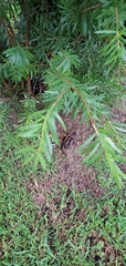 Melaleuca