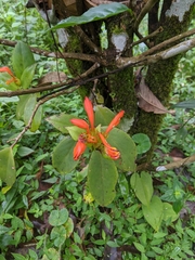 Aeschynanthus fulgens