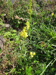 Linaria vulgaris