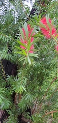 Melaleuca