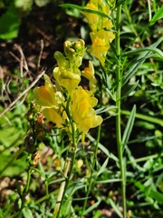 Linaria vulgaris