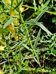 Linaria vulgaris