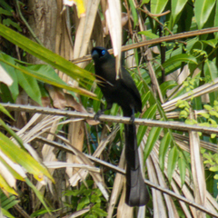 Crypsirina temia