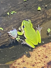 Litoria fallax