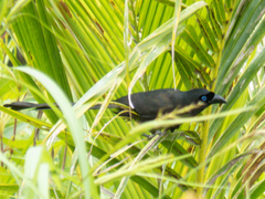 Crypsirina temia
