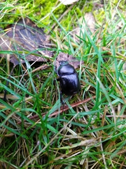 Anoplotrupes stercorosus