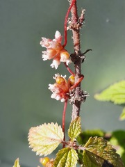 Cuscuta europaea