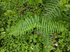 Pteridium aquilinum wightianum