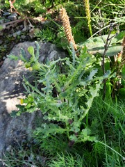 Senecio vulgaris