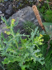 Senecio vulgaris