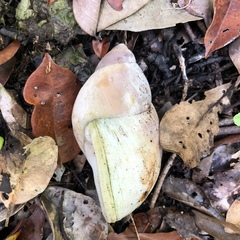 Megalobulimus terrestris
