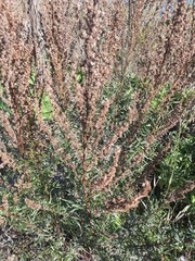 Artemisia vulgaris