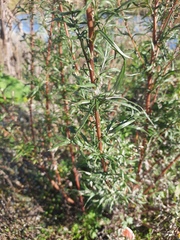Artemisia vulgaris