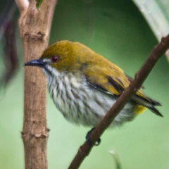 Dicaeum chrysorrheum