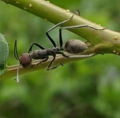 Camponotus singularis