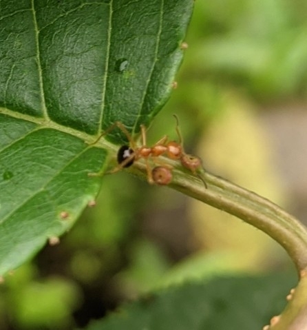 Prenolepis melanogaster