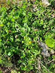 Medicago lupulina