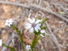 Olearia minor
