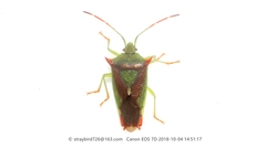 Acanthosoma nigrodorsum