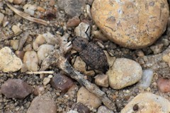 Thecesternus maculosus