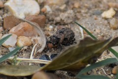 Thecesternus maculosus