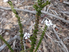 Olearia minor