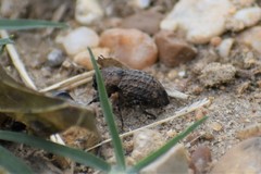 Thecesternus maculosus